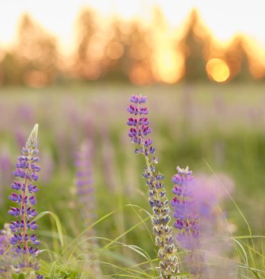 Photograph of meadow with lupins in the foreground