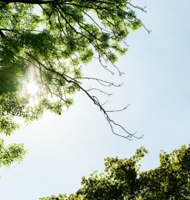 Photograph of clear blue sky framed by trees