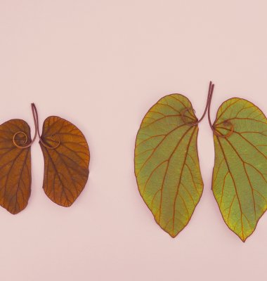 Graphic showing leaves forming the shape of two pairs of lungs against a pale pink background