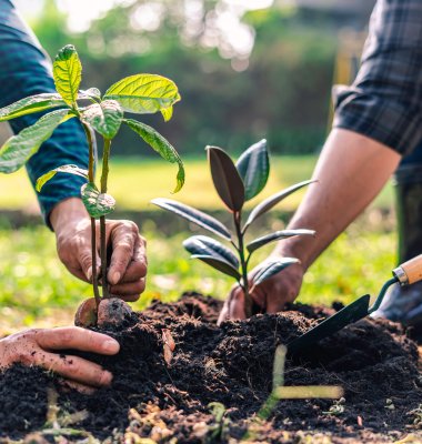 Photograph of two people planting saplings