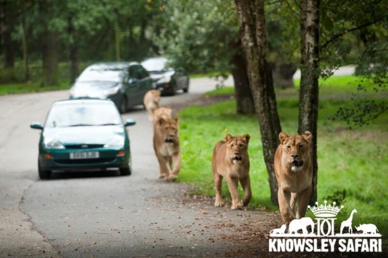 Knowsley Safari Park, lions walking along the road next to cars.