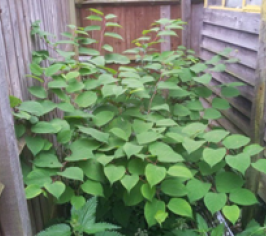 Picture of Japanese knotweed.