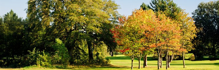 A landscape photograph of Bowring Park in autumn.