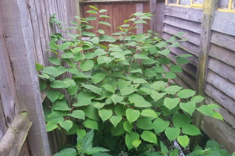 Picture of Japanese knotweed. 